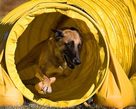 Belgian Malinois | Australian Dog Lover