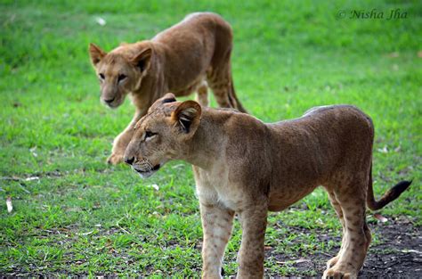 Wildlife in Mauritius | wildlife nature | mauritius | lemonicks