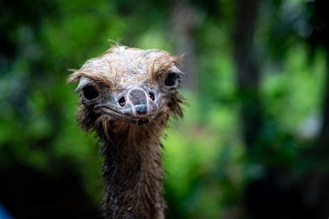 Photo of an Ostrich Feathers · Free Stock Photo