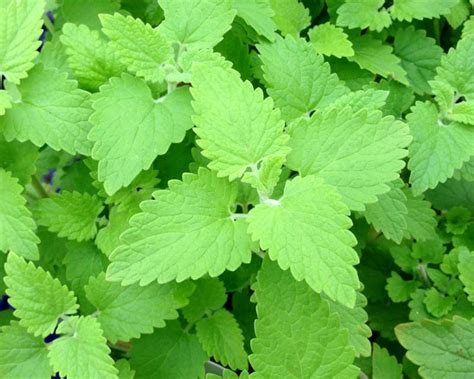 GardensOnline: Nepeta Cataria