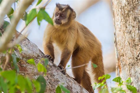 Brown Capuchin Photograph by B.G. Thomson - Fine Art America