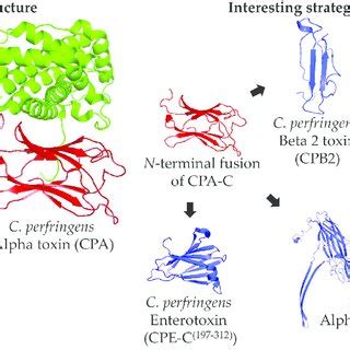 Representation of the Clostridium perfringens Alpha toxin (CPA)... | Download Scientific Diagram