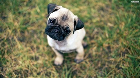 Baby Pugs Wallpapers - Top Free Baby Pugs Backgrounds - WallpaperAccess