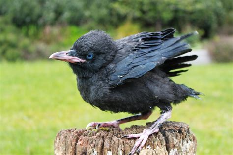 A raven in his first summer, probably even earlier than that. (Note the blue eyes. That's our ...