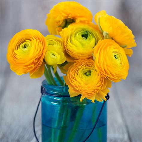 Ranunculus Yellow Bulbs For Sale | Persian Buttercup Yellow – Easy To Grow Bulbs