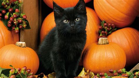 Halloween Backgrounds, Halloween Wallpaper, Fall Desktop Backgrounds, Pumpkin For Cats, Pumpkin ...