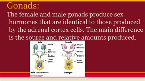 Gonads, Hormones of the Ovaries and testes, and placenta. - ppt download