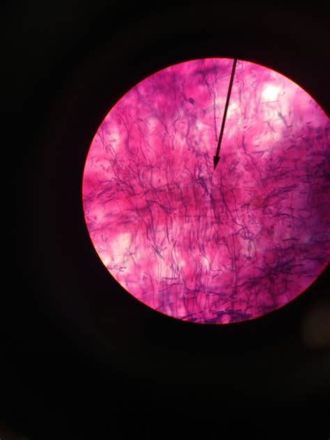 Areolar tissue under a microscope | Things under a microscope, Vertebrates, Fun facts