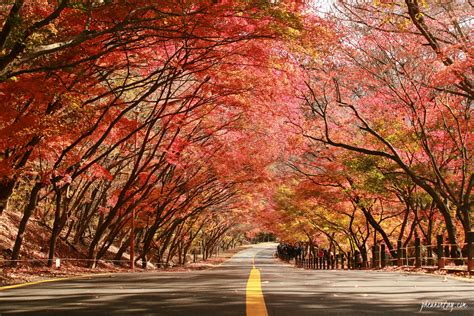 9 Tempat Wisata di Korea yang Bagus Dinikmati untuk Musim Gugur - RedDoorz Blog