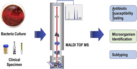 MALDI-TOF Mass Spectrometry: An Emerging Tool for Fast Diagnosis - SR ...