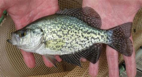 Stream Habitat Management: Fish of the New River: Black Crappie and ...