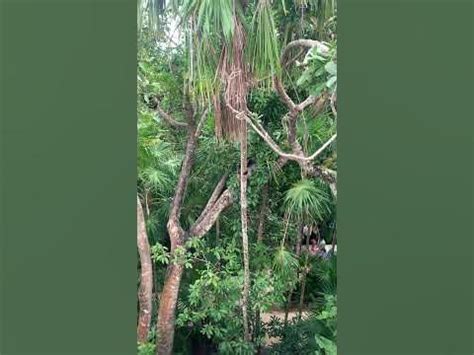 Monkey jumping through Xcaret Park 🙊🙉🙈 #wildlife #monkey #fyp #travel #vlog #xcaret #mexico ...