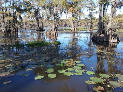 Captain Ron's Swamp Tours (Karnack) - All You Need to Know Before You Go (with Photos) - TripAdvisor