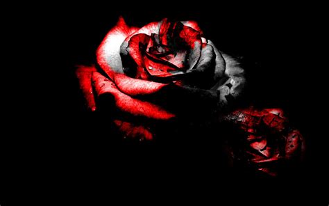 🔥 [50+] Bloody Rose Wallpapers | WallpaperSafari