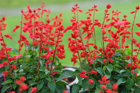 Common Types of Salvia Flowers (Annual and Perennial)