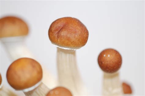 THE EFFECTS OF MAZATAPEC MUSHROOMS - Online Dispensary For Canadians ...