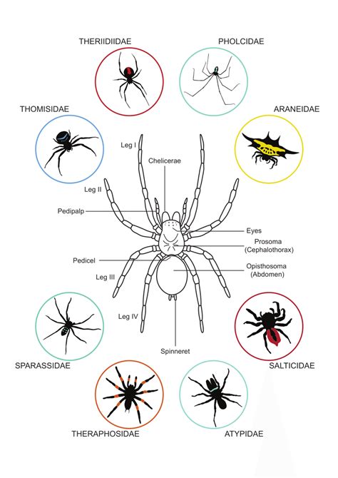 Spider Anatomy For Kids