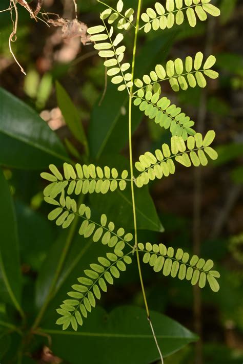 Abrus precatorius (Fabaceae) image 125144 at PhytoImages.siu.edu