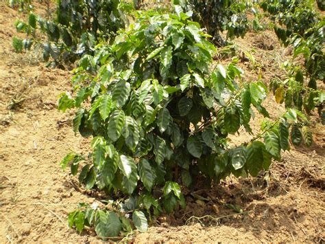 File:Coffee tree arabica.jpg - Wikipedia