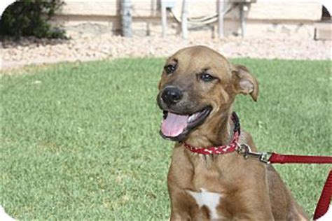 Jazzy | Adopted Puppy | Phoenix, AZ | Rhodesian Ridgeback/Vizsla Mix