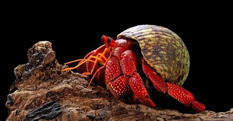 Strawberry Hermit Crab Pictures - AZ Animals