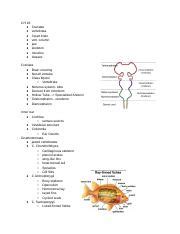 Exploring Craniata and Gnathostomata: Anatomy, Brain, Skeleton, | Course Hero