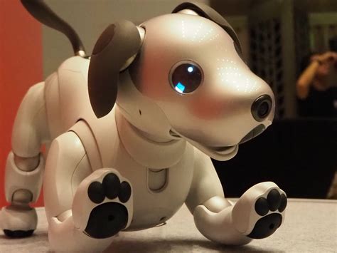 Sony’s new Aibo First Litter Edition is absolutely adorable (but it ...