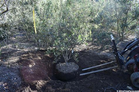 Olive Tree Care - Olive Tree Farm