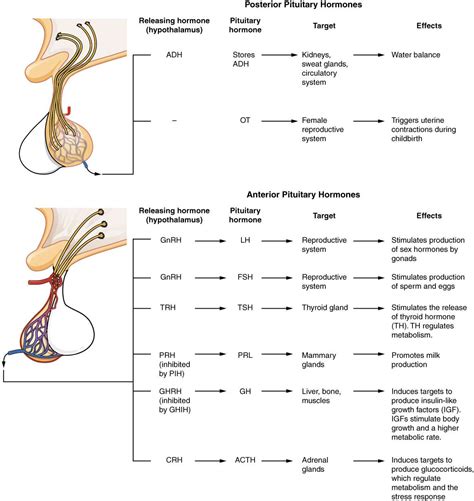 MBBS DOCTORS: Pituitary Gland Hormones: Functions, Control, Deficiency ...