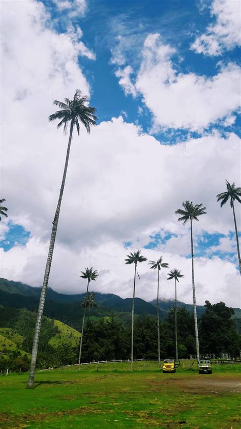 Colombia's wax palm tree. The tallest palm trees in the world! Up to ...