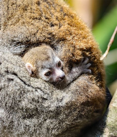 Newquay Zoo welcomes a rare crowned lemur baby - Newquay Zoo