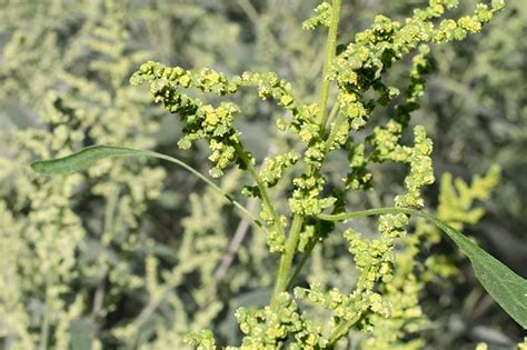 Burweed Marsh Elder - Pollen Walk