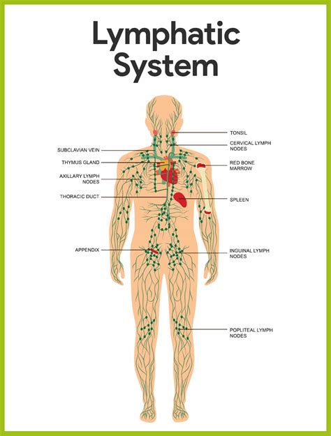 Organs Of The Lymphatic System And Their Functions