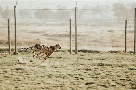 Free Images : landscape, sand, sky, wildlife, fauna, cheetah, cool image, cool photo 5287x3525 ...