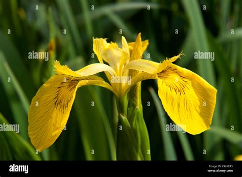 Yellow Flag Iris pond pseudacorus plant Stock Photo - Alamy