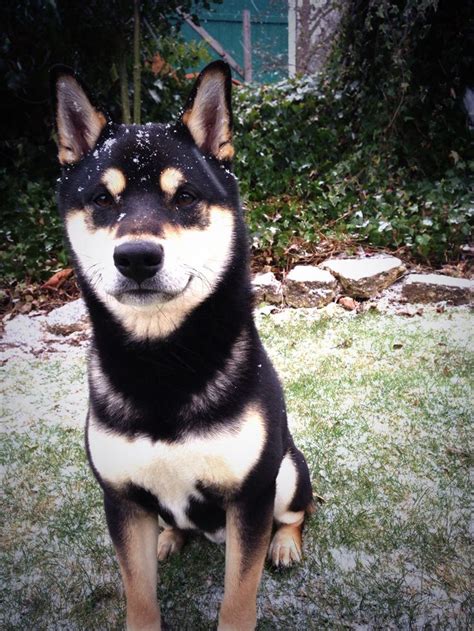 Black and Tan Shiba Inu | Pet dogs puppies, Shiba inu, Shiba inu black