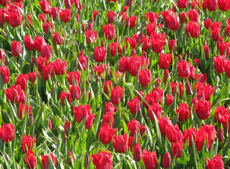 Hình nền : Hoa tulip, Đỏ, giường hoa, màu xanh lá 1600x1180 - - 1079605 ...