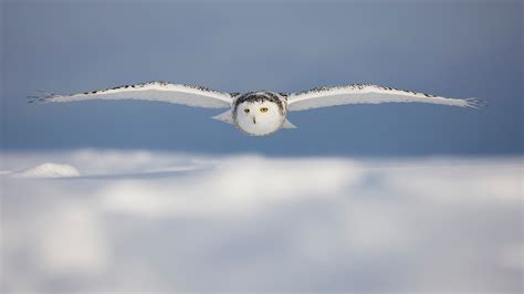 Snowy Owl flying over the snow wallpaper-1920x1080 Download ...