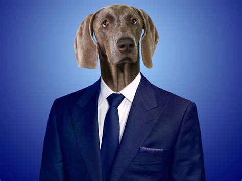 Suits As Dogs | USA Network