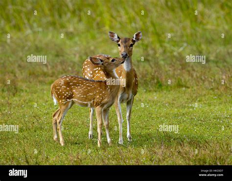 Chital / Spotted deer mother with with young fawn / Chital Stock Photo - Alamy