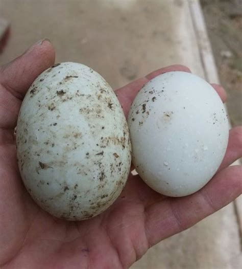 Indian Runner ducks join the team at Puddle Duck Ranch - Pet Samaritans