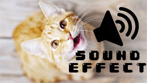 cat meow sound effect - YouTube