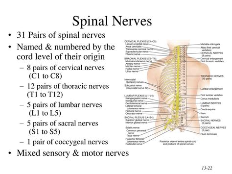 PPT - Chapter 13 The Spinal Cord & Spinal Nerves PowerPoint ...