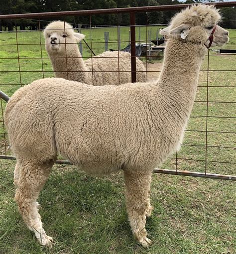 eAlpaca - Alpaca for sale: MADISON FINE - SWT Female Huacaya