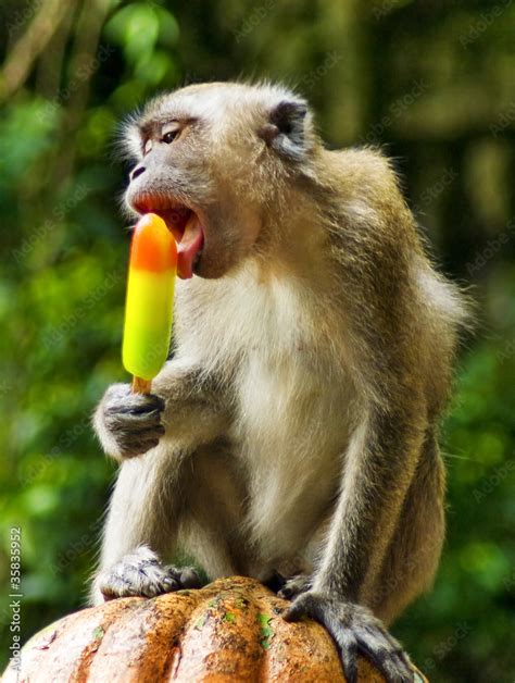 monkey eating ice cream Stock Photo | Adobe Stock