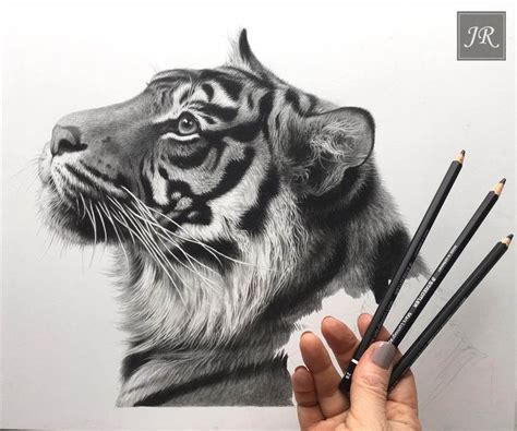 Color Pencil Wild Animal Drawings | Realistic animal drawings, Animal illustration, Animal drawings