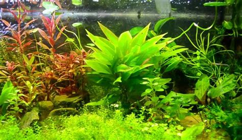 The 10 Best Plants for Freshwater Aquarium | Freshwater aquarium plants ...