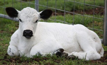 Gallery - British White Cattle Society Australia | Cute baby cow ...