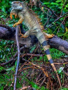 Green Iguana Facts, Habitat, Size, Lifespan, Diet, Pictures