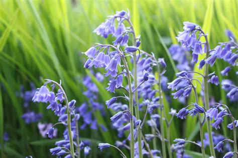 How to Grow Wood Hyacinth (Spanish Bluebell) | Gardener’s Path